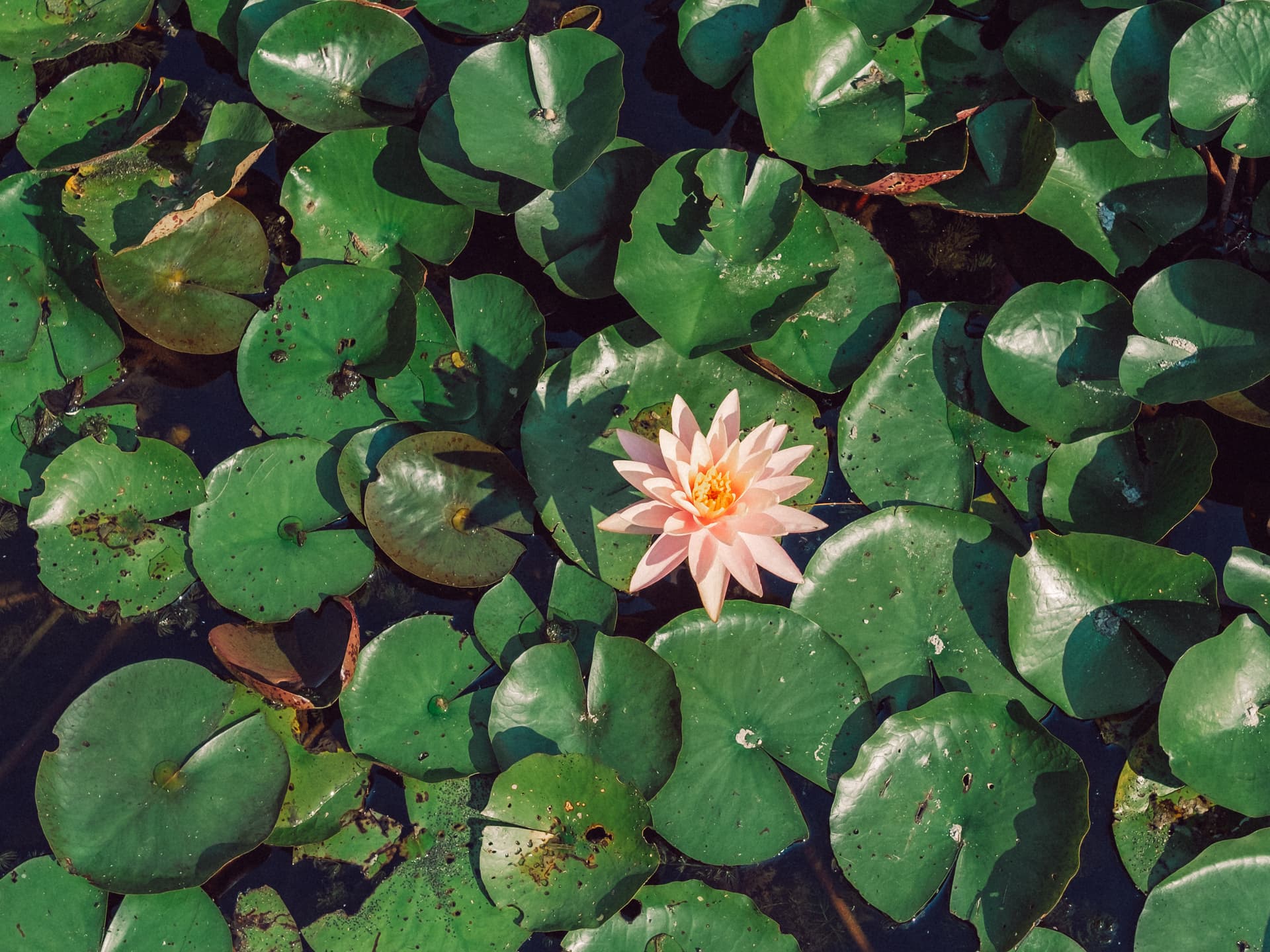 A photograph taken of a flower surrounded by lily pads at the humber arboretum