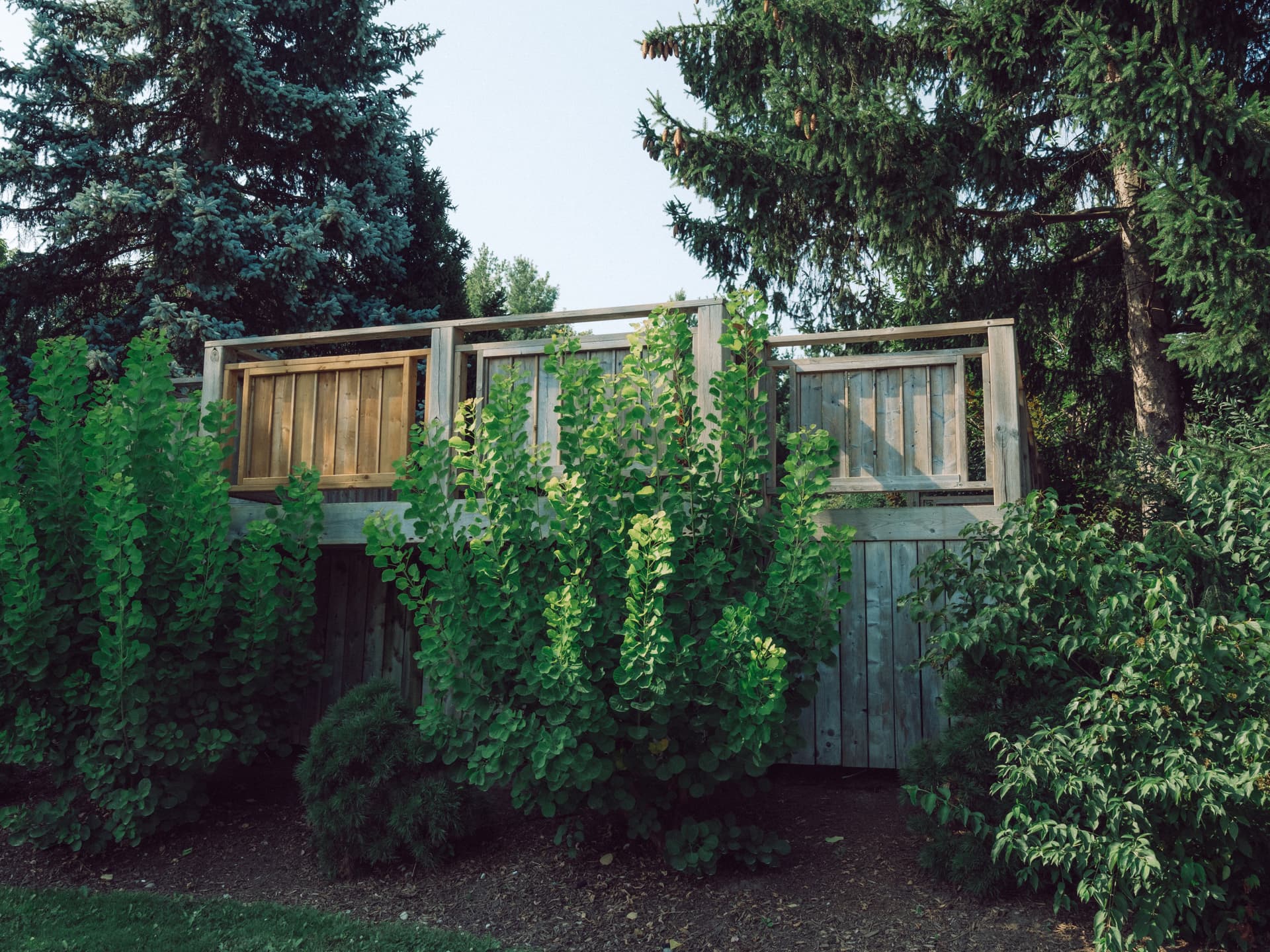 A photograph taken of a shrub at the humber arboretum